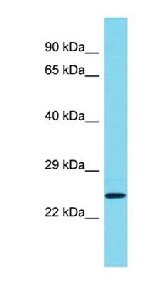 LIME1 antibody