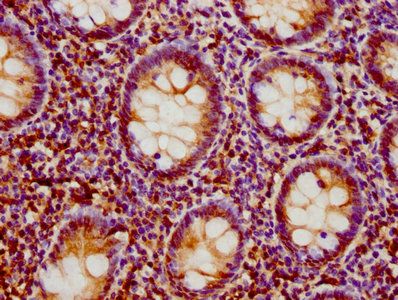 LIME1 Antibody