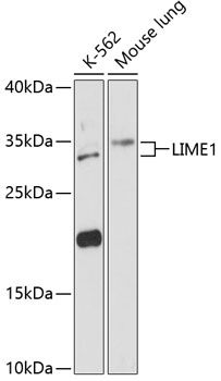 LIME1 antibody