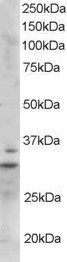 Goat anti-Lime1 (mouse) Antibody