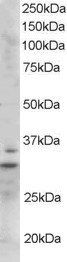 Lime1 antibody