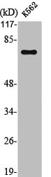 LIMK1 Antibody