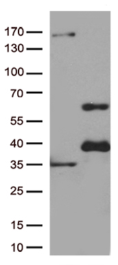 LIMS2 Antibody