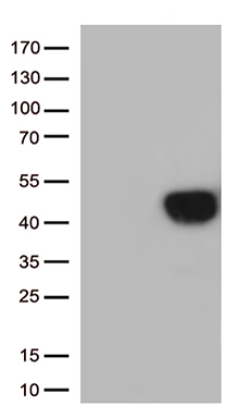 LIMS2 Antibody