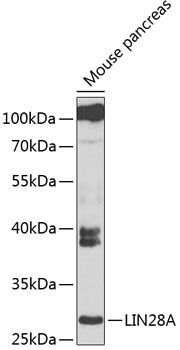 LIN28 antibody
