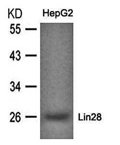 Lin28 Antibody