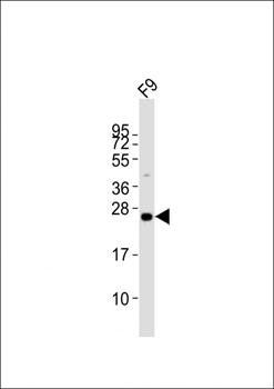 Lin28a antibody