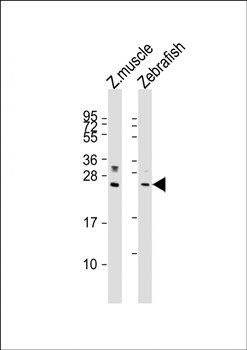 lin28a antibody