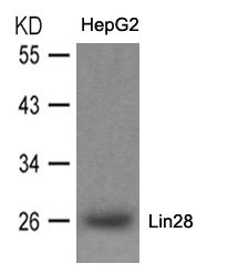 LIN28A antibody