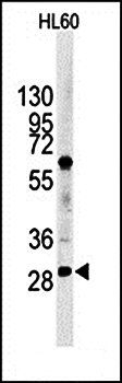 LIN28B antibody