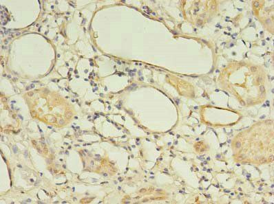 LIN37 antibody