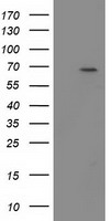 LIN7 (LIN7B) antibody