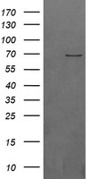 LIN7 (LIN7B) antibody