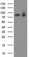 LIN7 (LIN7B) antibody