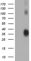 LIN7 (LIN7B) antibody