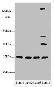 LIN7A Antibody