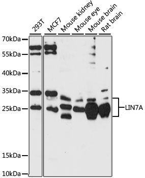 LIN7A antibody