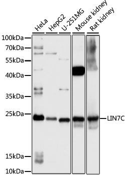 LIN7C antibody