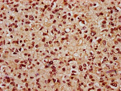 LIN9 Antibody