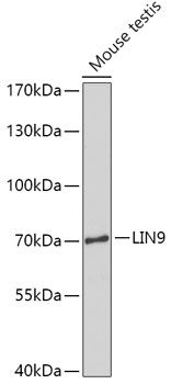 LIN9 antibody