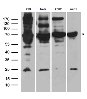 LINC02145 antibody