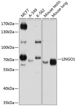 LINGO1 antibody