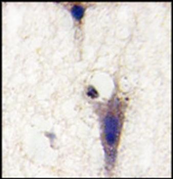 LINGO1 antibody