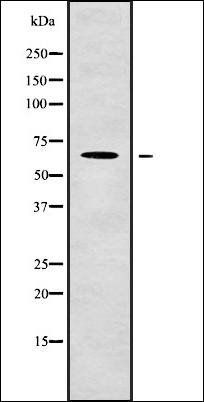 LINGO2 antibody