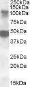 Goat anti-LIP1 / LKB1IP Antibody