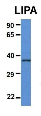 LIPA antibody