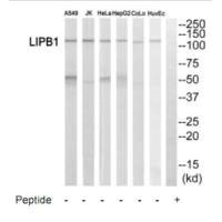 LIPB1 antibody