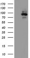 LIPG Antibody