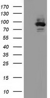 LIPG antibody