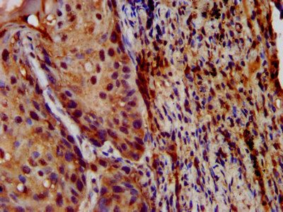 LIPH Antibody