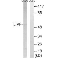 LIPI antibody