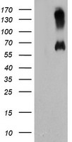 Lipoamide Dehydrogenase (DLD) antibody