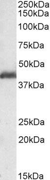 Goat anti-LIS1 / PAFAH1B1 Antibody