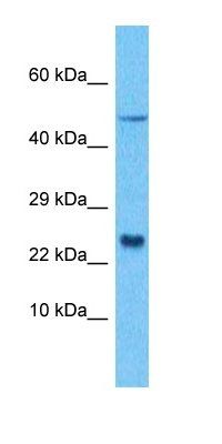 LITAF antibody