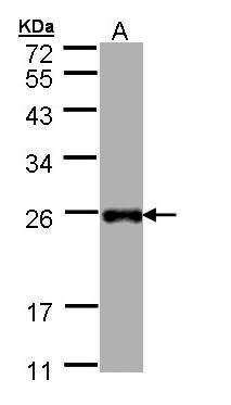 LITAF Rabbit Polyclonal Antibody