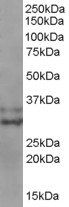 Goat anti-LIVIN / BIRC7 Antibody