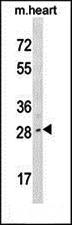 LIX1 antibody