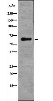 LKB1 (Phospho-Ser334) antibody