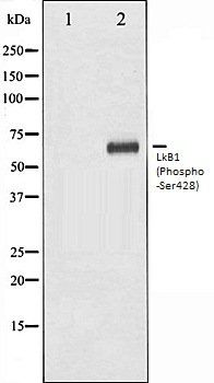 LkB1 (Phospho-Ser428) antibody