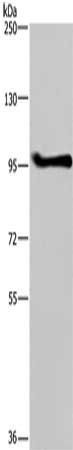LLGL1 Antibody
