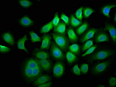 LLGL1 Antibody