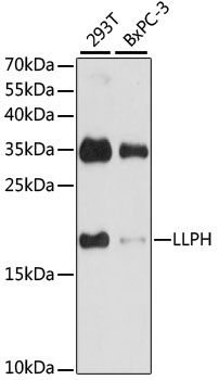 LLPH antibody
