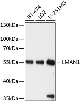 LMAN1 antibody
