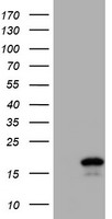 LMCD1 antibody