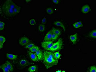 LMF2 antibody