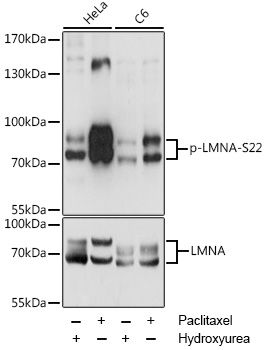 LMNA (Phospho-S22) antibody
